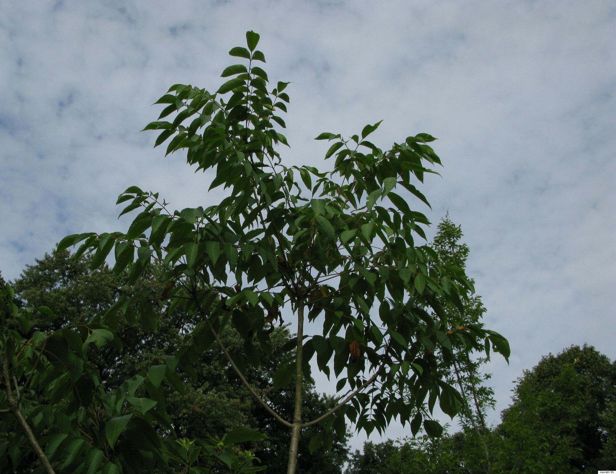 Toxicodendron succedaneum (L.) Kuntze