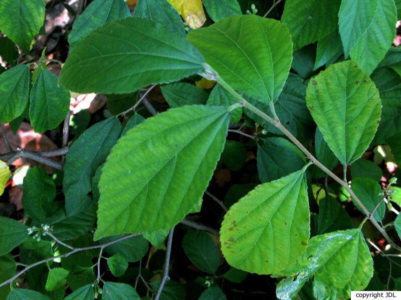 Grewia biloba D.Don var. parviflora (Bunge) Hand.-Maz.