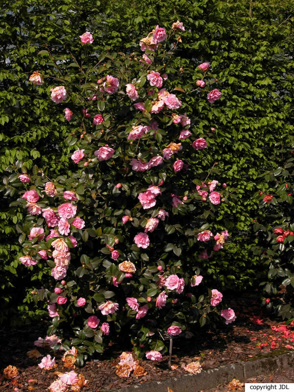 Camellia ×williamsii W.W.Sm. 'Elsie Jury' (C.japonica × C.saluenensis)