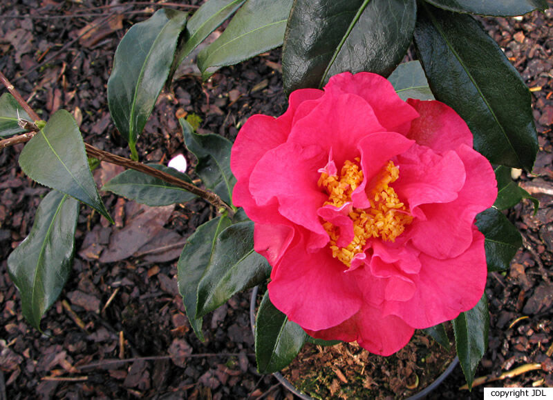 Camellia reticulata Lindl. 'Houye Diechi'