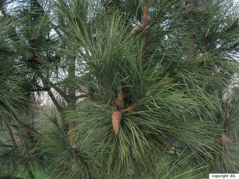 Pinus pinaster Aiton 'Aberdoniae'