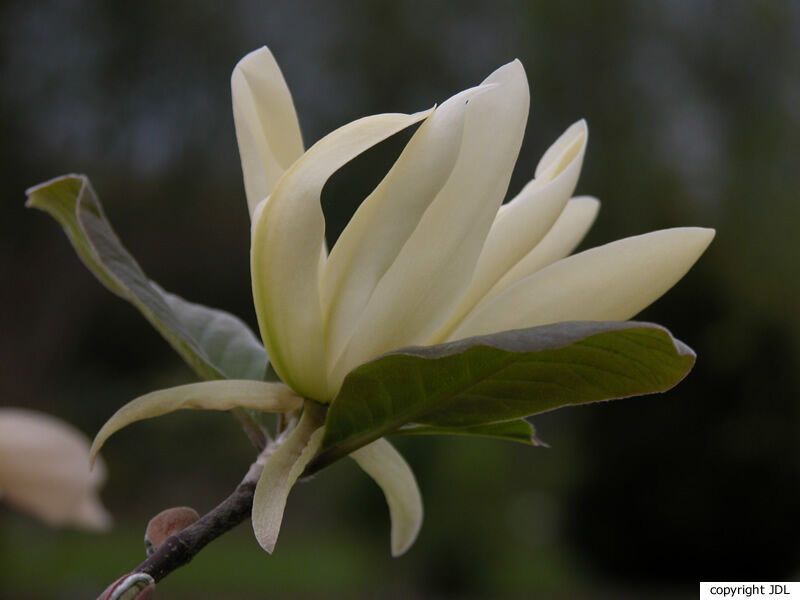 Magnolia 'Gold Star' (M.acuminata var. subcordata ‘Miss Honeybee’ × M.stellata 'Rubra')