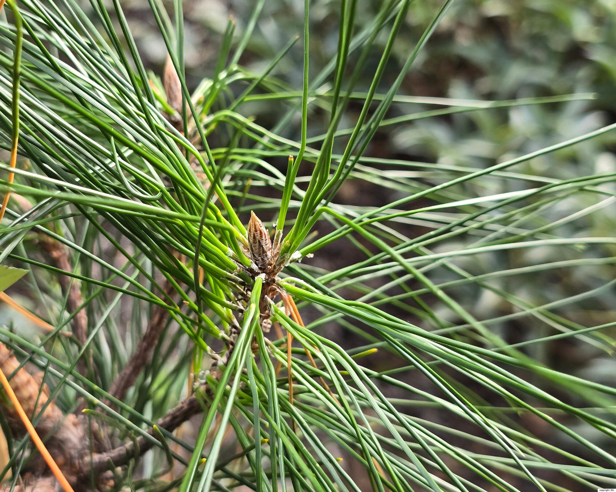Pinus hwangshanensis W.Y.Hsia