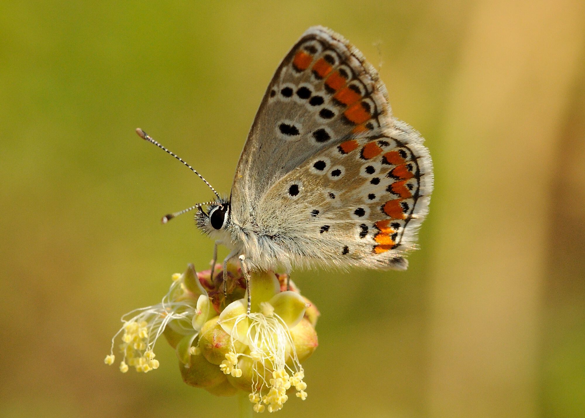 Aricia agestis ([Denis & Schiffermüller], 1775)