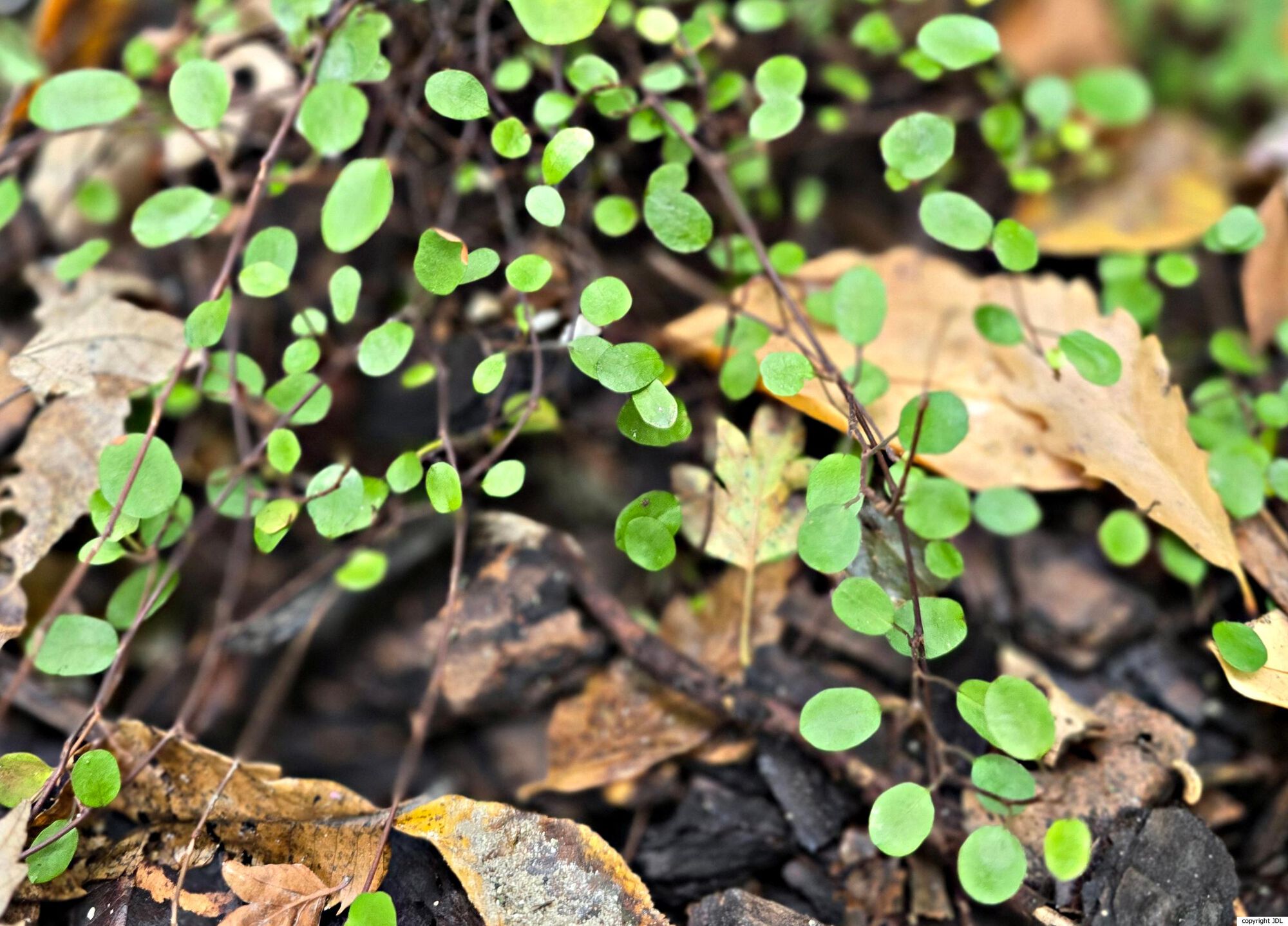 Muehlenbeckia complexa (A.Cunn.) Meisn.