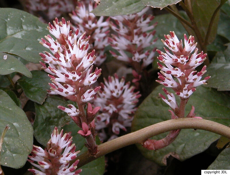 Pachysandra procumbens Michx.