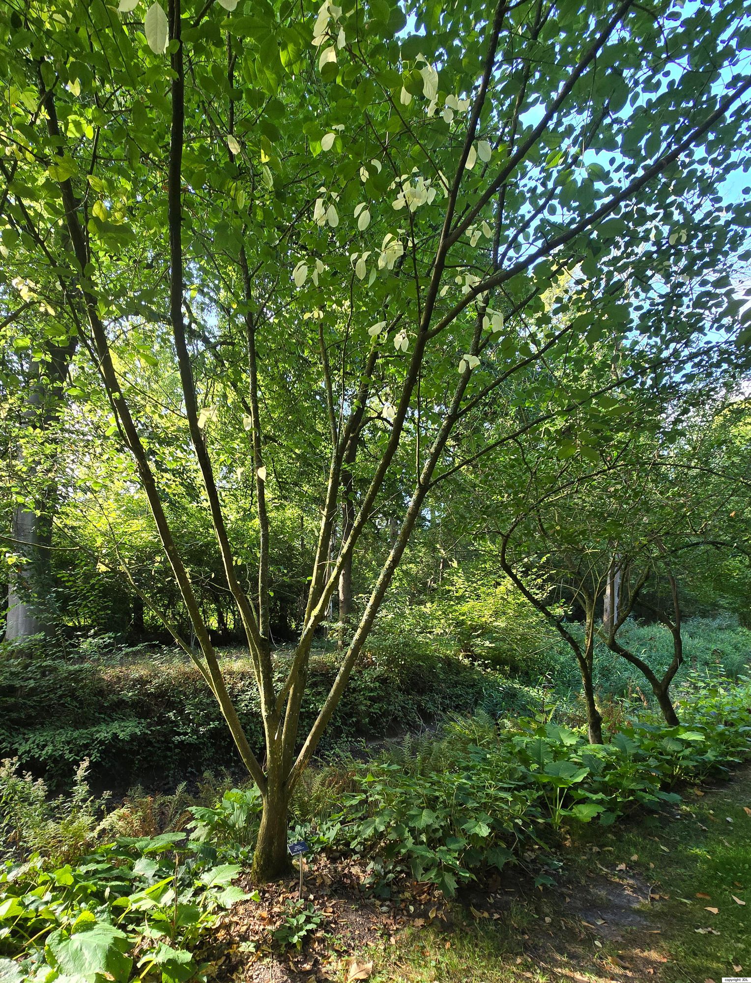 Euonymus hamiltonianus Wall. subsp. sieboldianus (Blume) H.Hara.