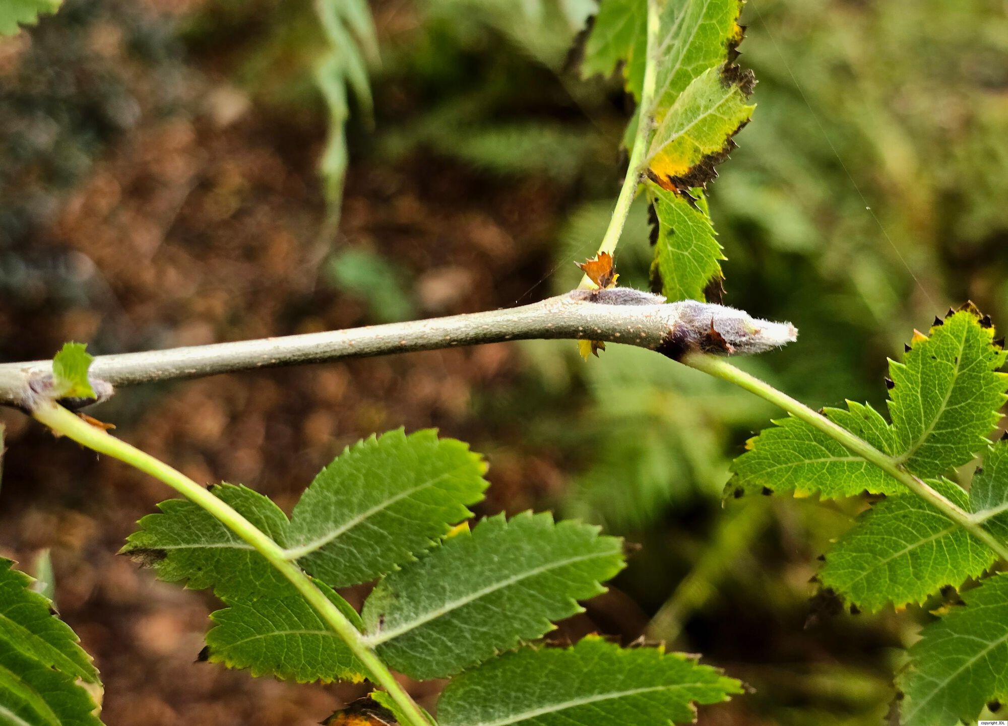 Sorbus aucuparia L.