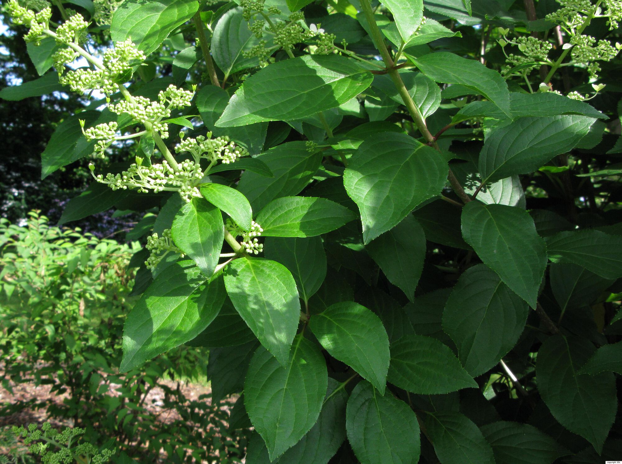Hydrangea paniculata Siebold