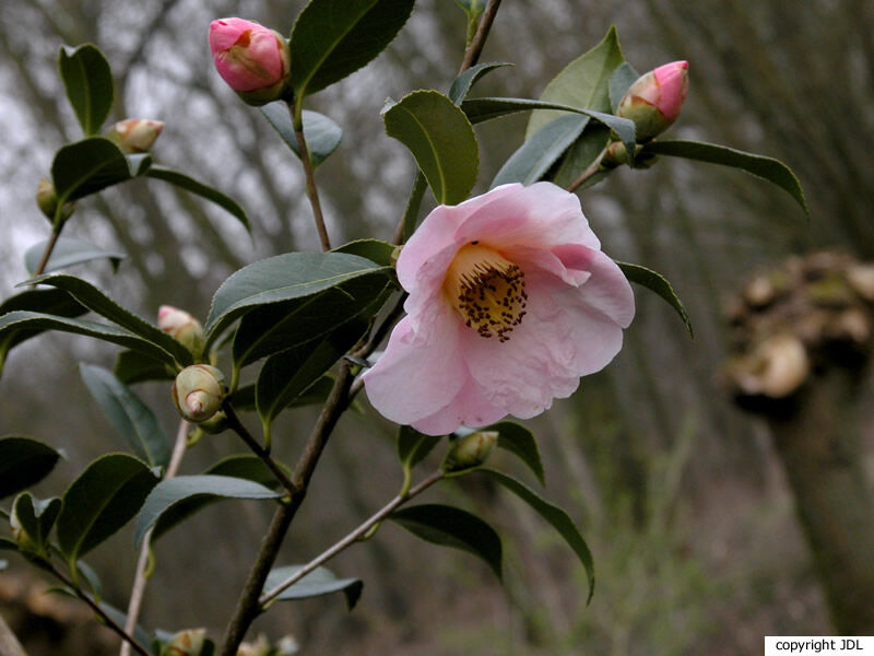 Camellia ×williamsii W.W.Sm. 'Elizabeth de Rothschild' (C.japonica × C.saluenensis)