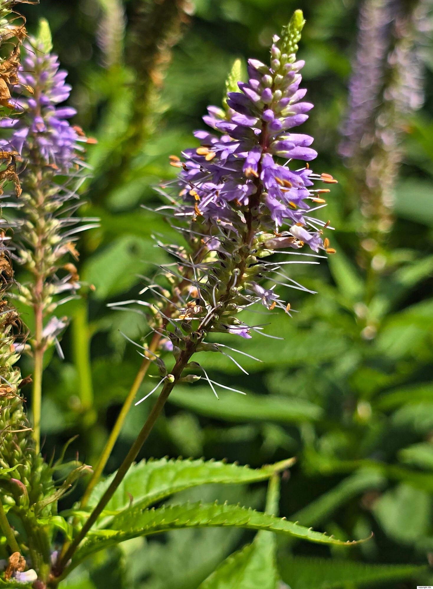 Veronicastrum