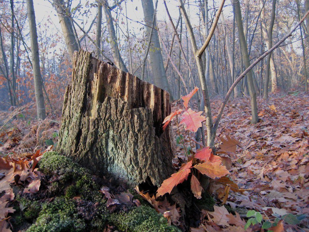 20181005 Het Leen in de herfst