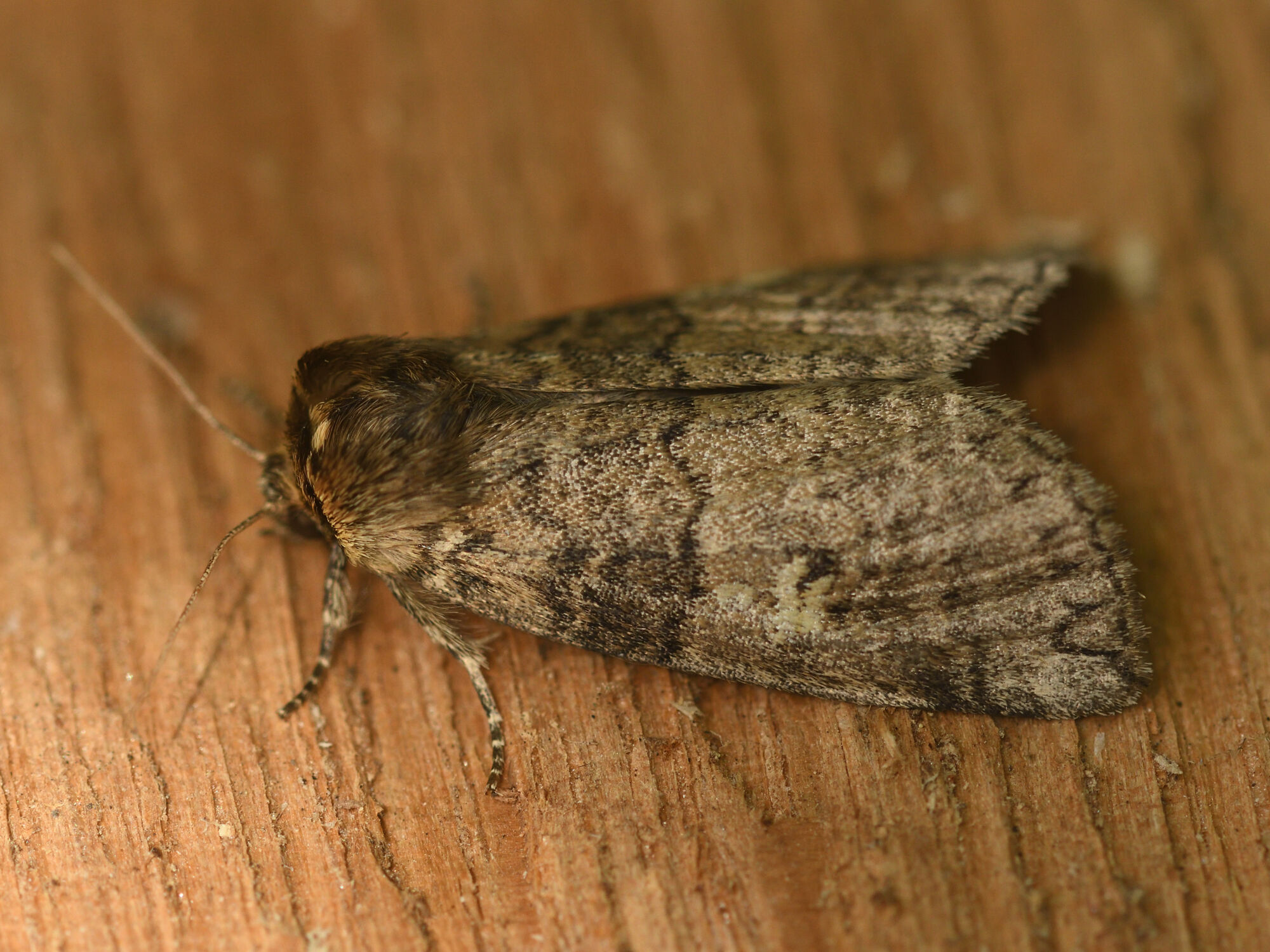 Tethea or ([Denis & Schiffermüller], 1775)