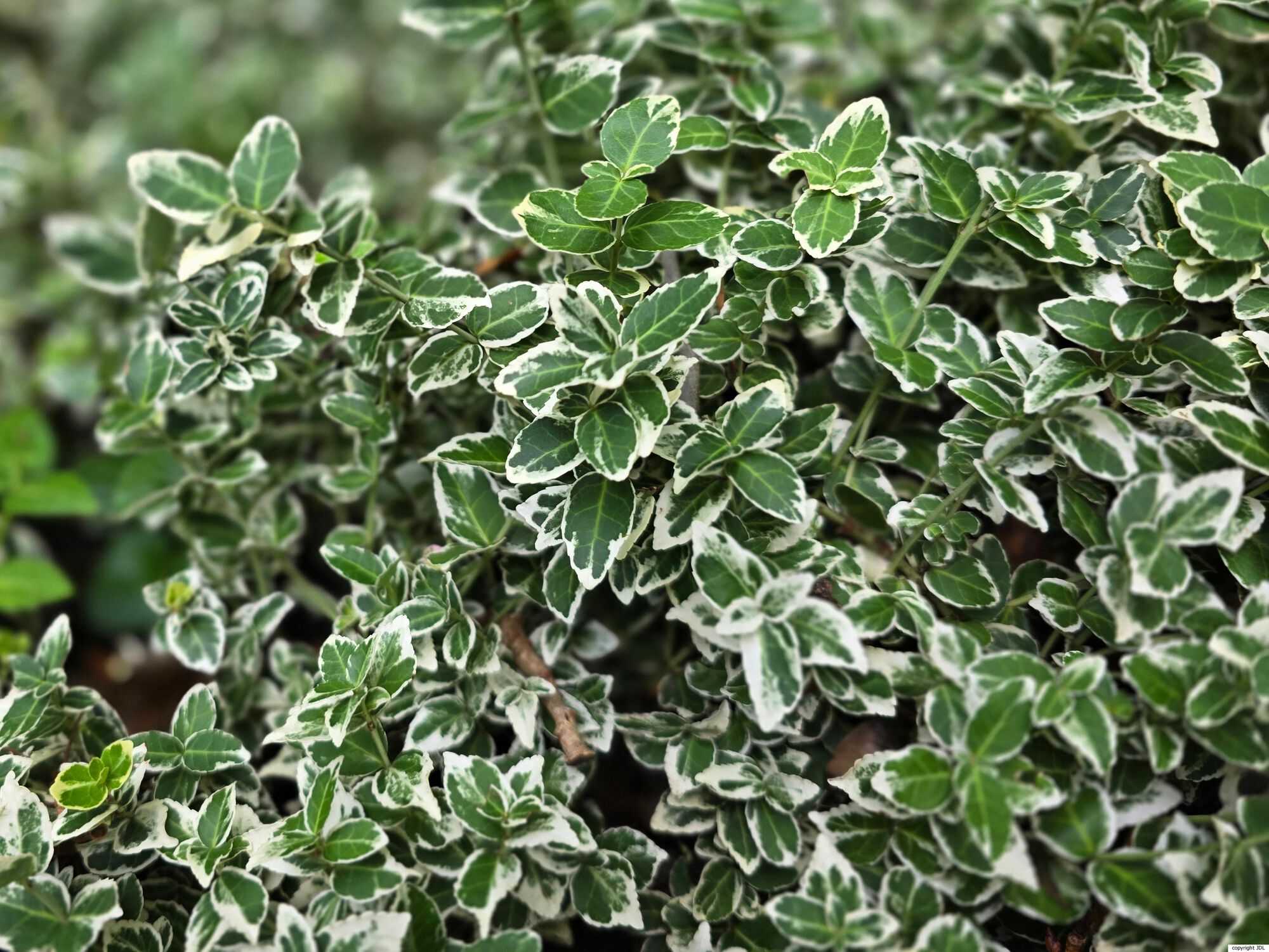 Euonymus fortunei (Turcz.) Hand.-Mazz. 'Silver Queen'