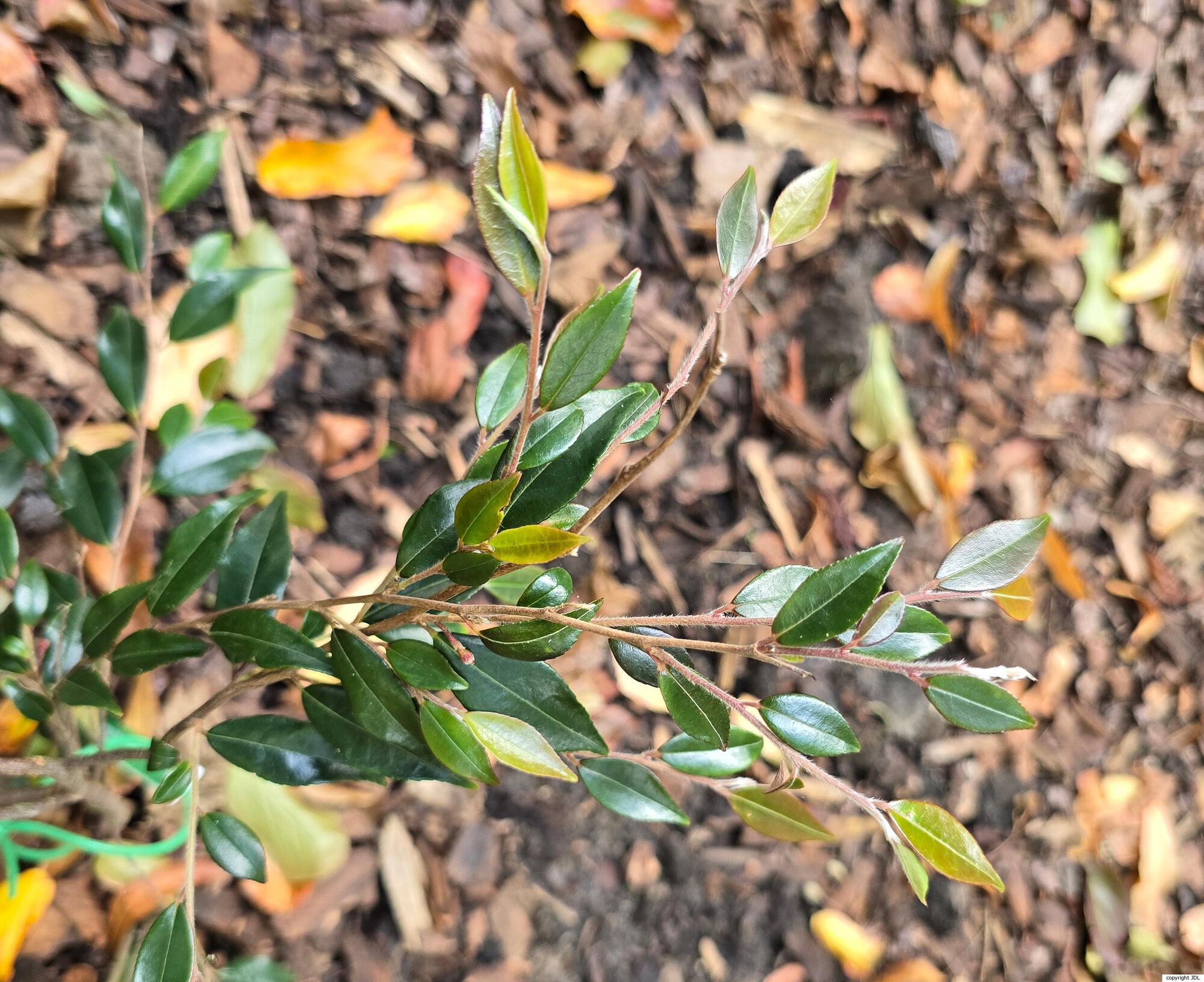 Camellia rosthorniana