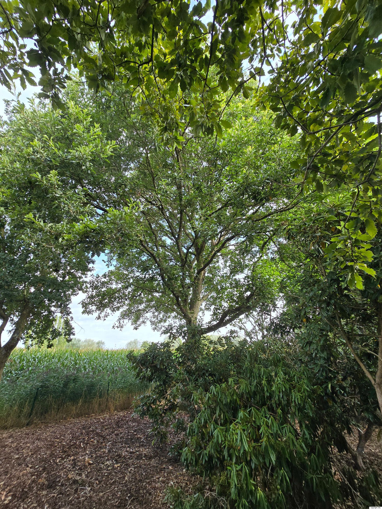 Quercus ×humidicola E.J.Palmer