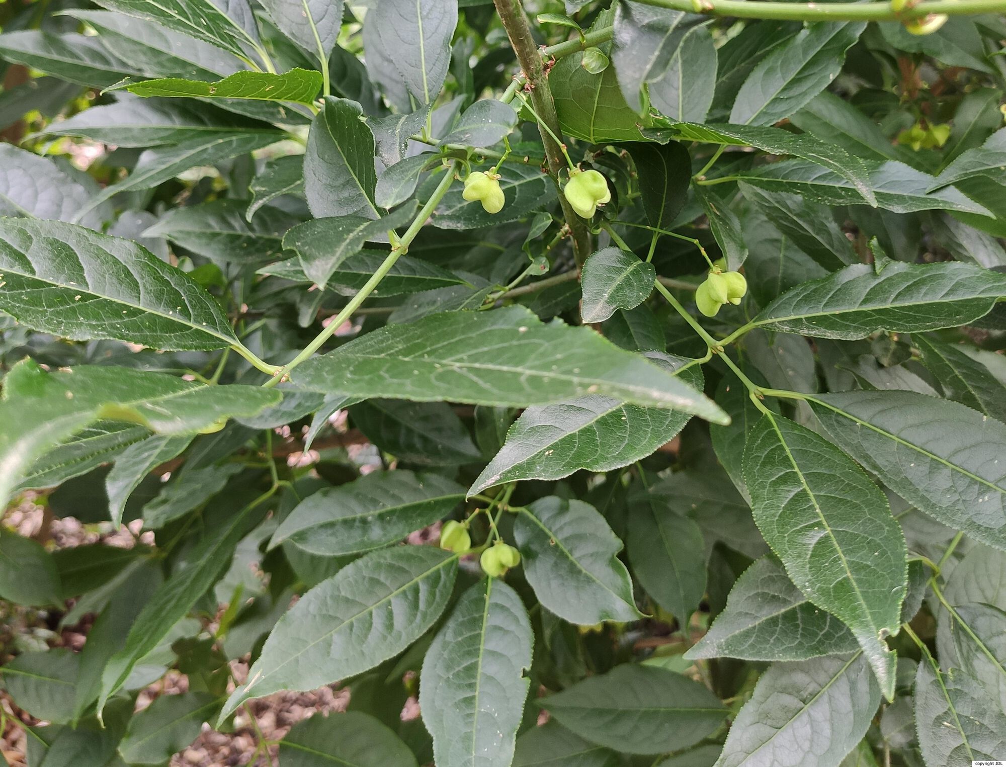 Euonymus hamiltonianus Wall. subsp. sieboldianus (Blume) H.Hara.