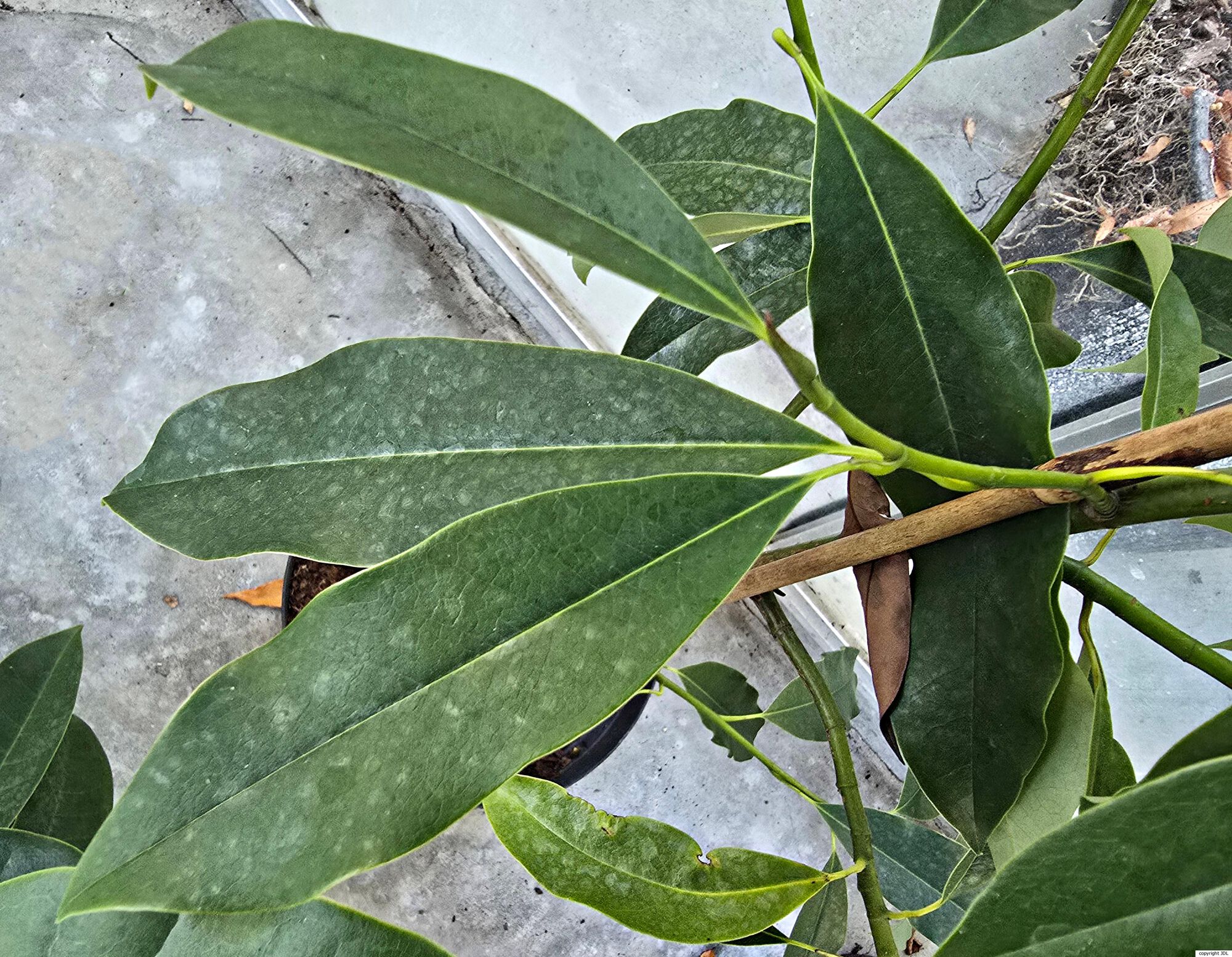 Magnolia caveana (Hook.f. & Thomson) D.C.S.Raju & M.P.Nayar