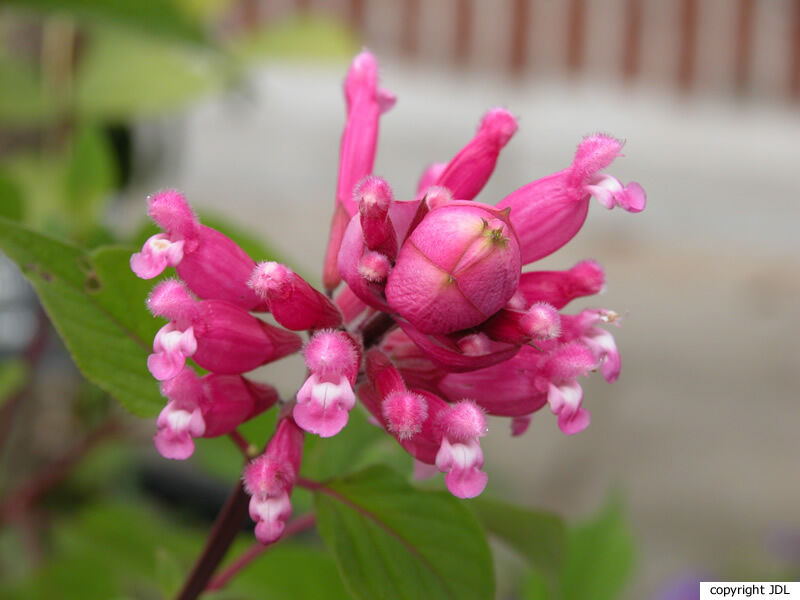 Salvia involucrata Cav. 'Bethellii'