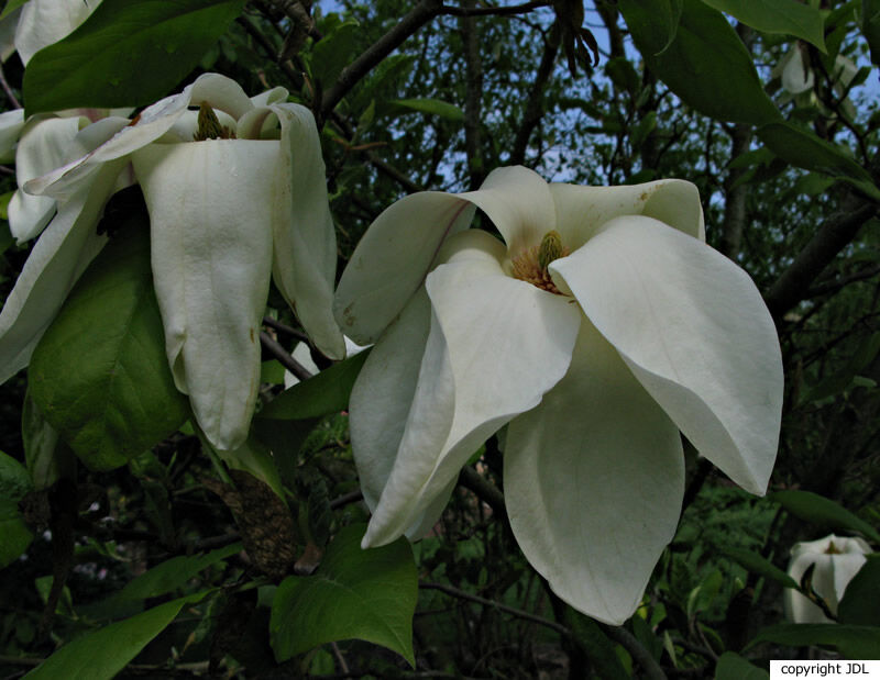 Magnolia 'Green Snow' ((M.×brooklynensis 'Woodsman' × M.×soulangeana 'Lennei') × M. 'Elizabeth')