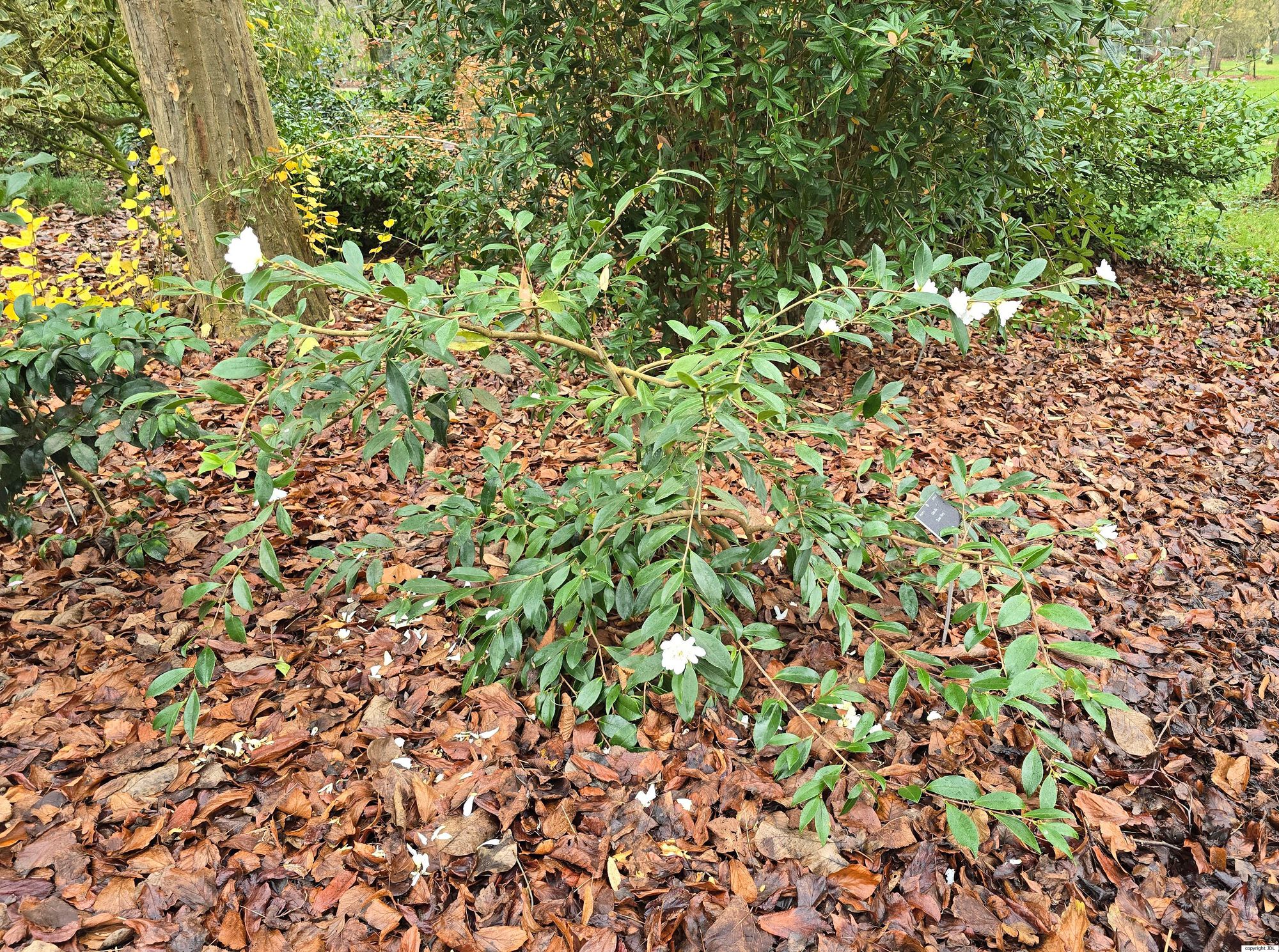 Camellia 'Snow Flurry'