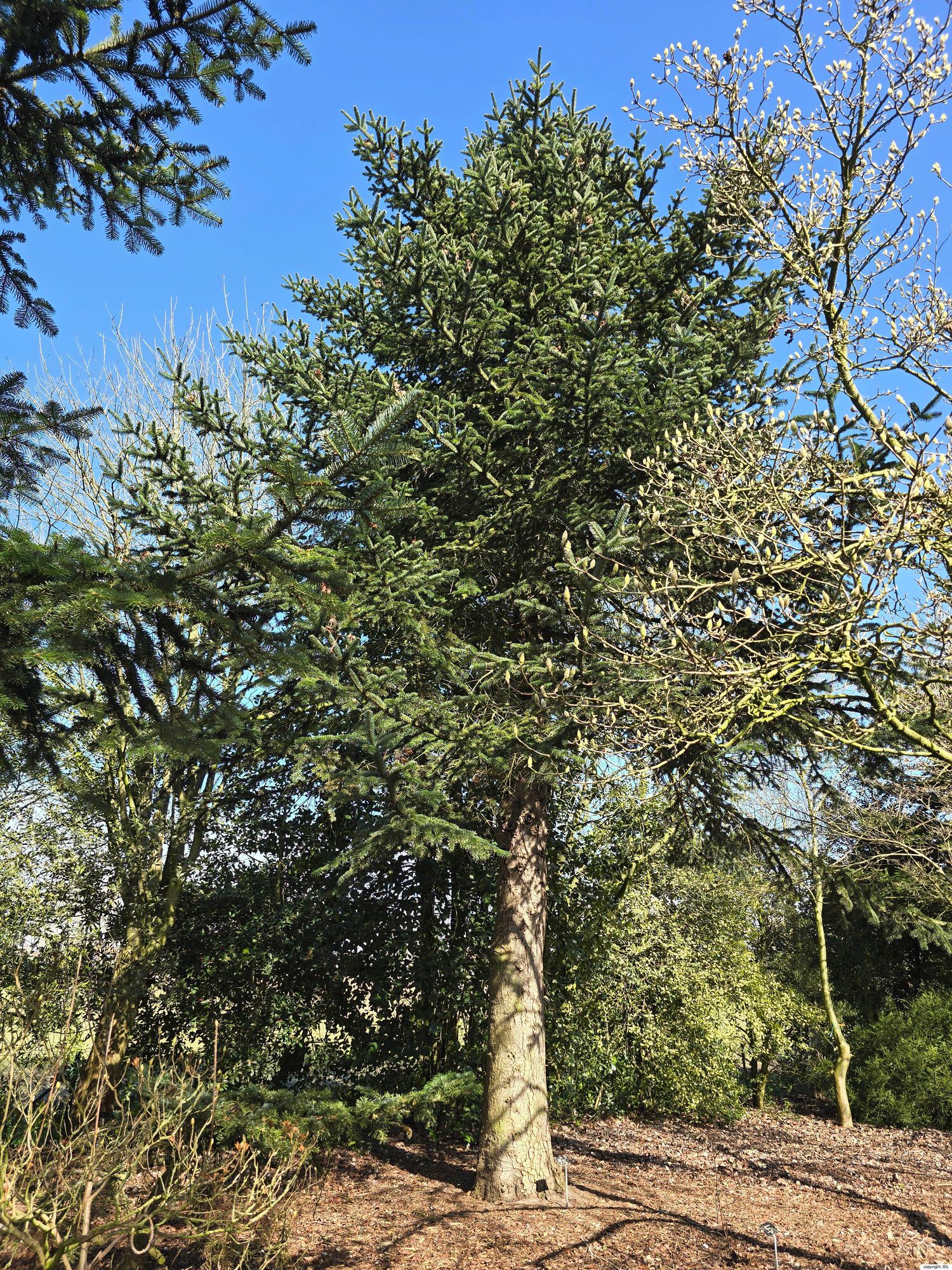 Abies species