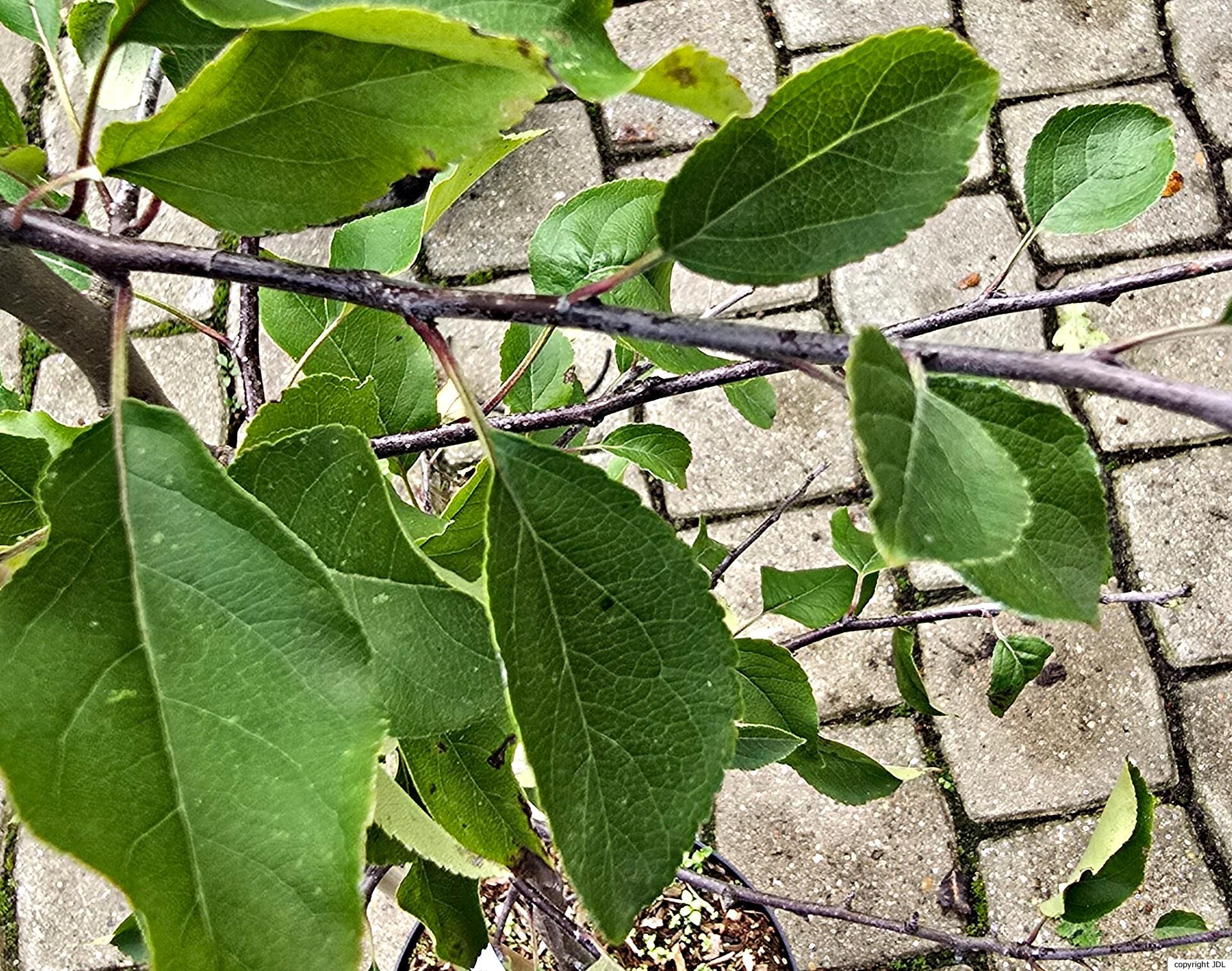 Malus sylvestris (L.) Mill.
