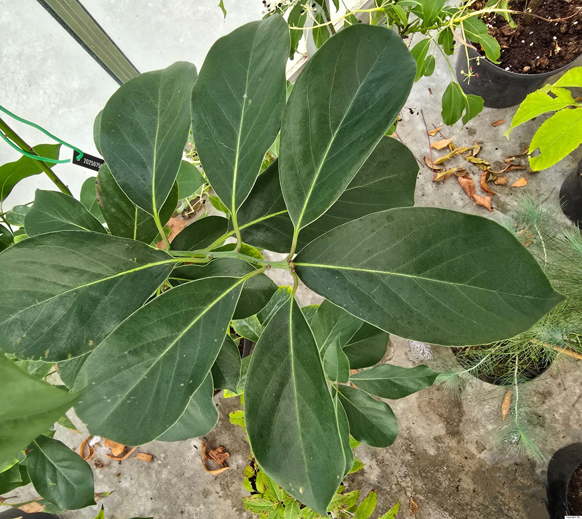 Machilus yunnanensis Lecomte