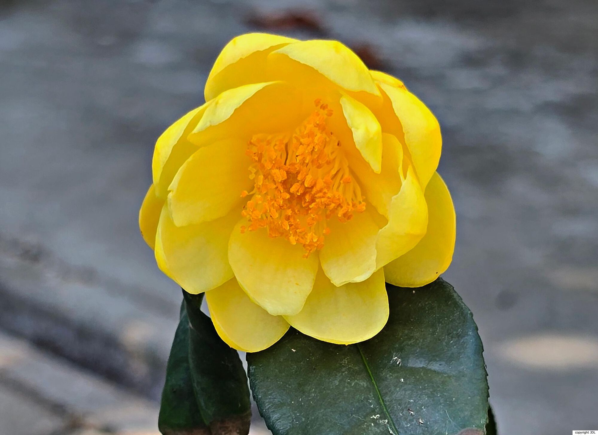 Camellia chuongtsoensis S.Y.Liang & L.D.Huang