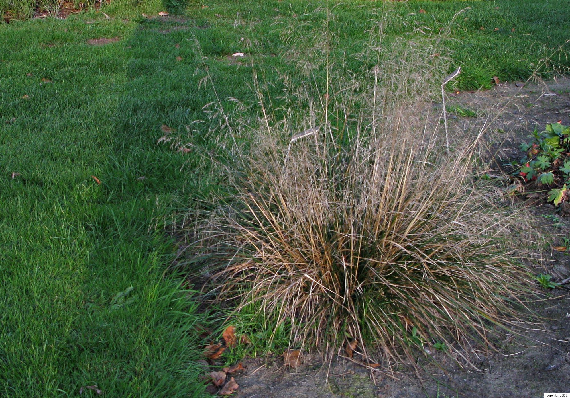 Deschampsia cespitosa (L.) P.Beauv. 'Golden Dew'
