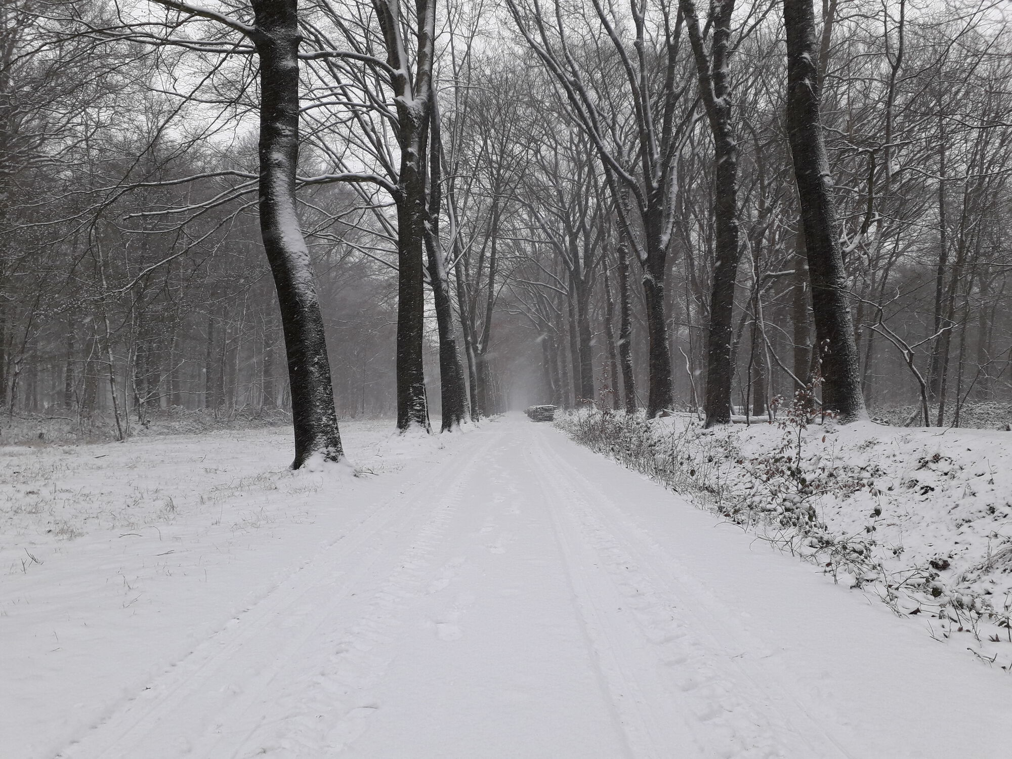 20190122 Het Leen in de sneeuw