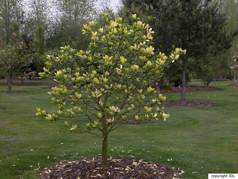 Magnolia 'Sunray' (M.'Sundance' seedling)