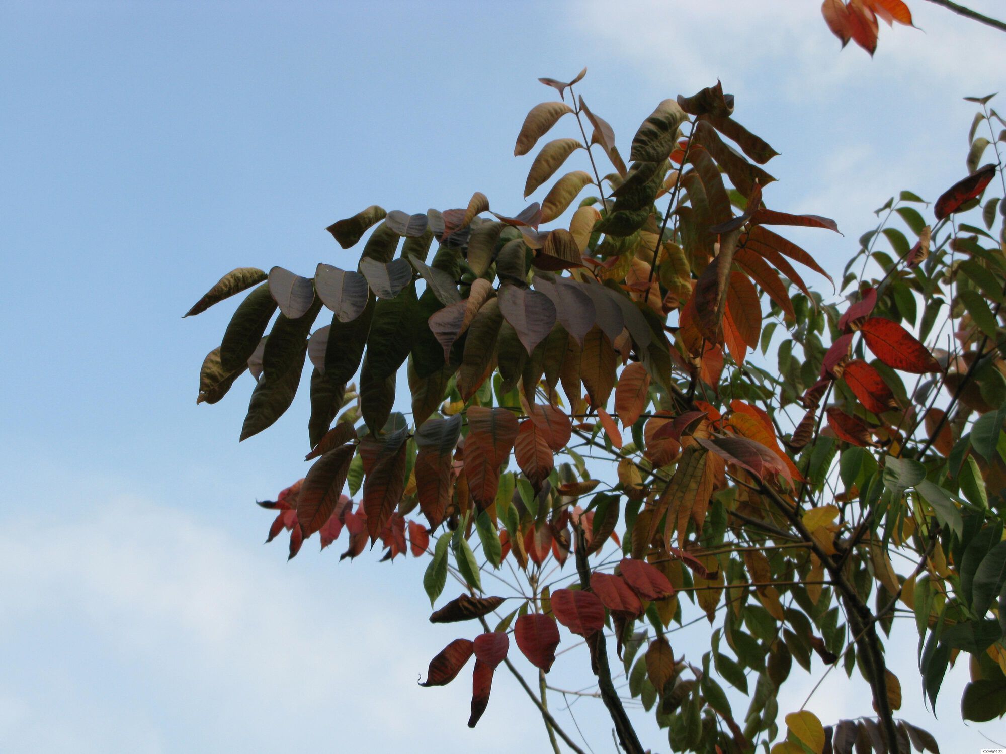 Toxicodendron succedaneum (L.) Kuntze