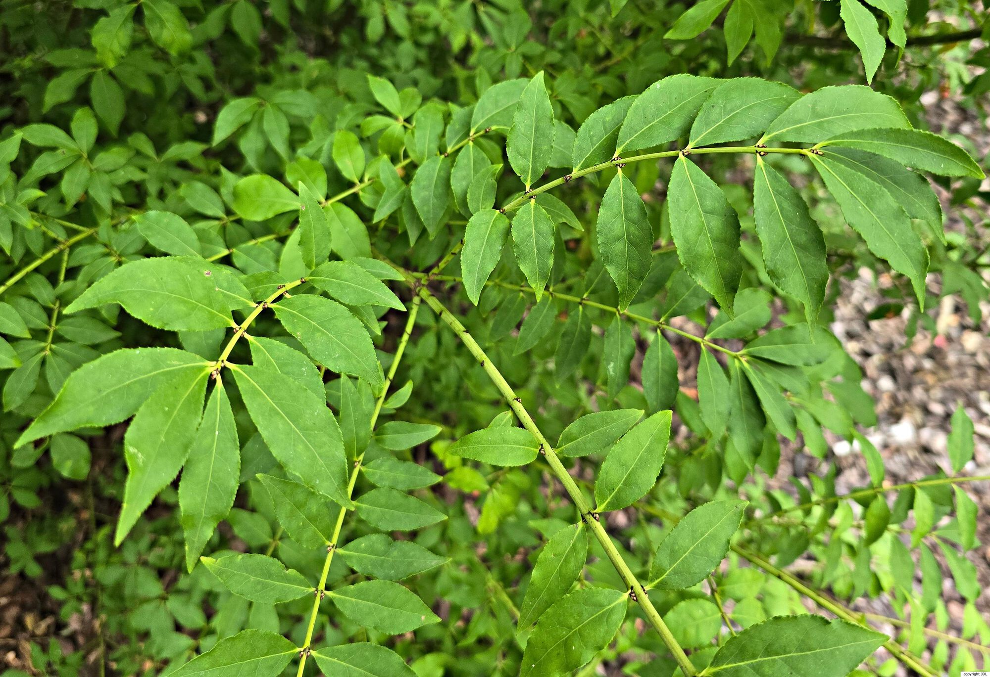 Euonymus alatus (Thunb.) Siebold