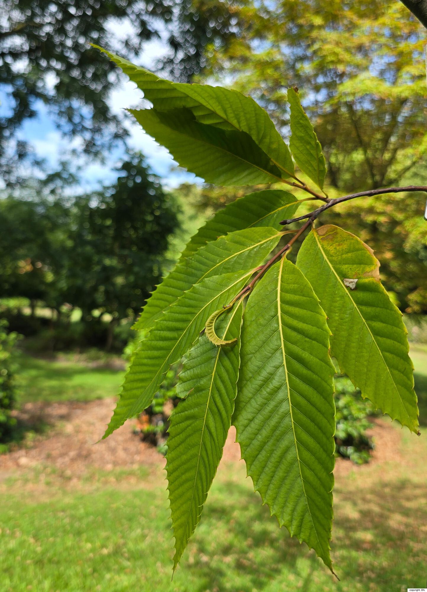 Castanea dentata (Marshall) Borkh.
