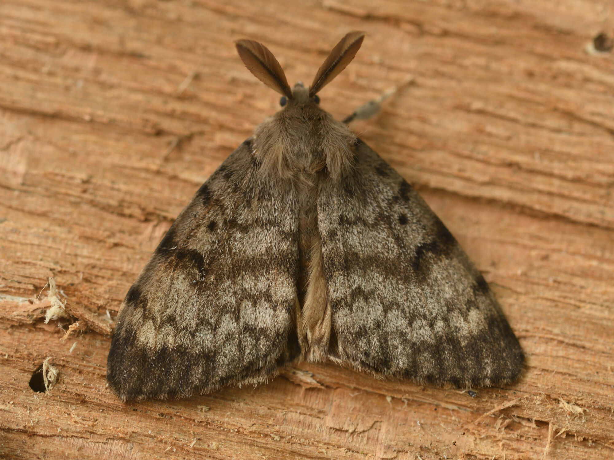 Lymantria dispar (Linnaeus, 1758)