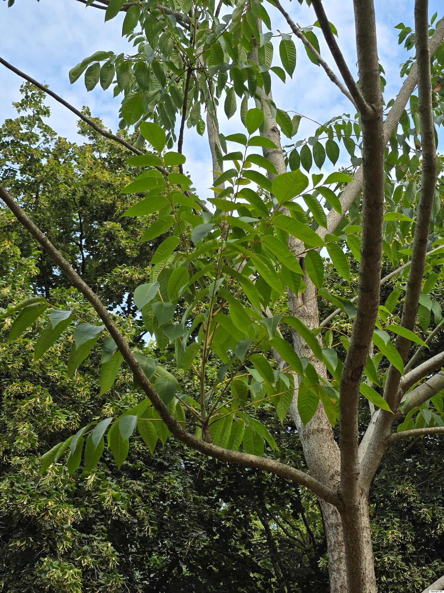 Toxicodendron succedaneum (L.) Kuntze