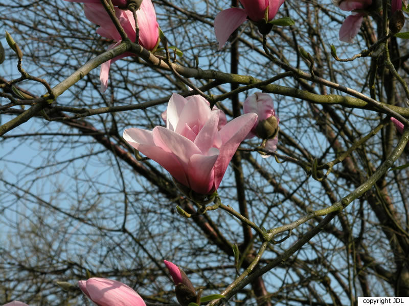 Magnolia 'Star Wars' (M.campbellii × M.liliiflora)