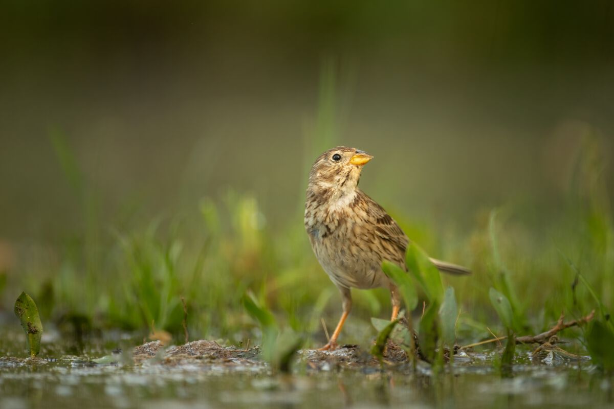 Emberiza calandra Linnaeus, 1758