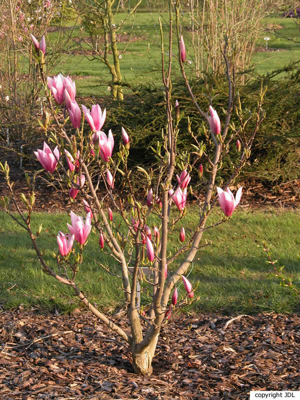 Magnolia 'Sentinel' (Gresham hybrid)