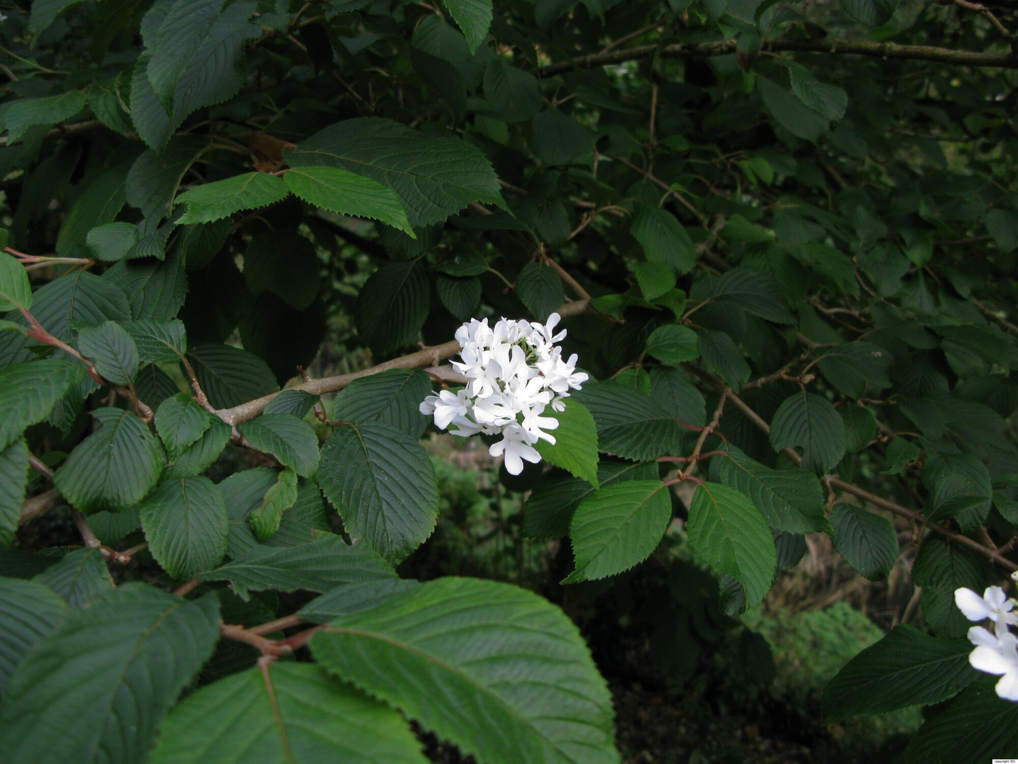 Viburnum plicatum Thunb. 'Newzam'