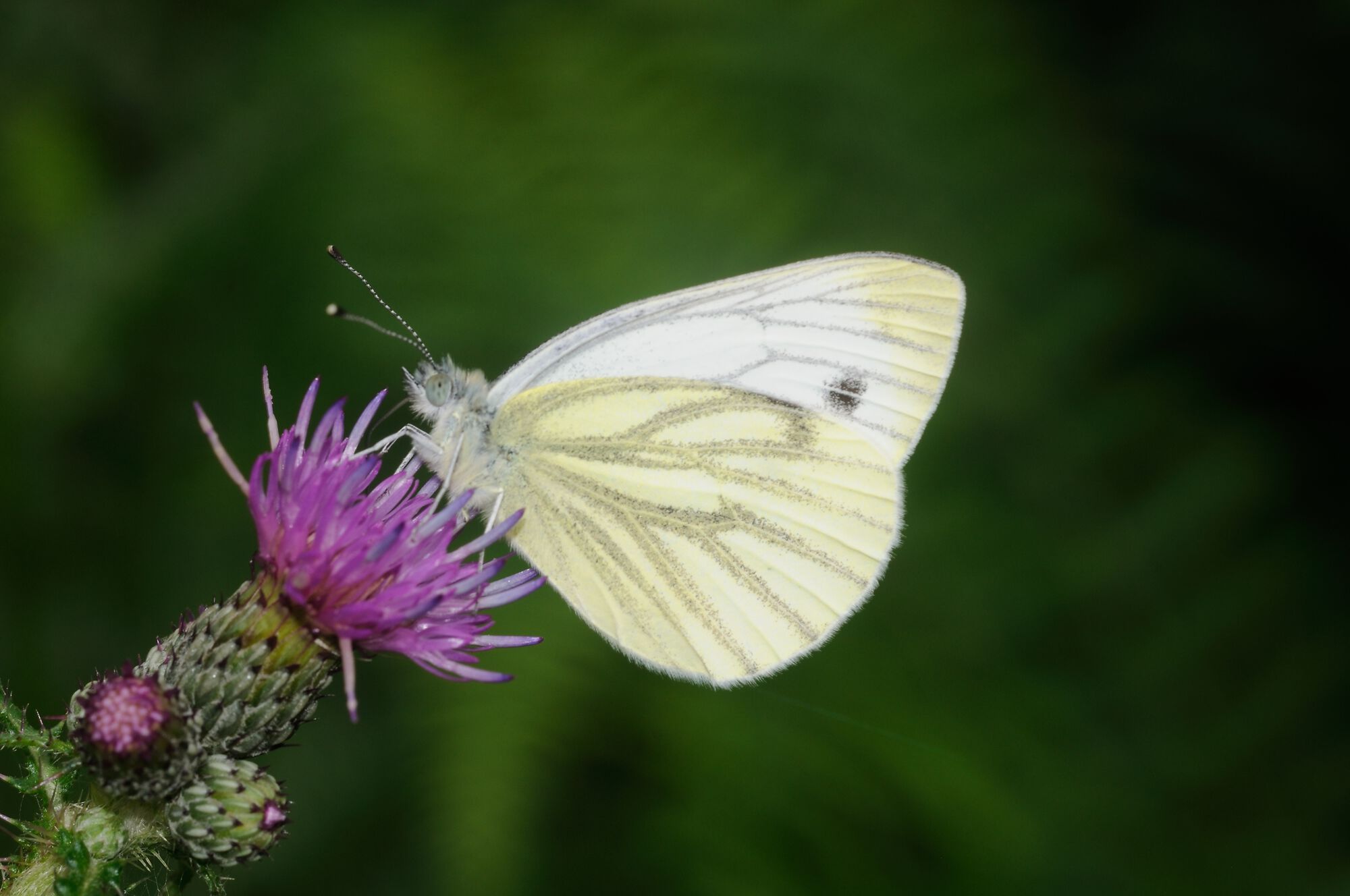 Pieris napi (Linnaeus, 1758)