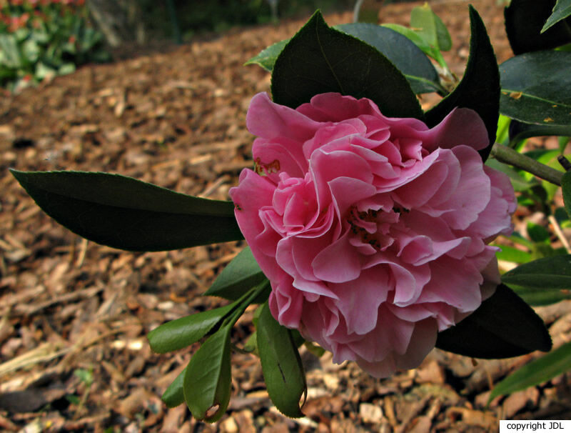 Camellia ×williamsii W.W.Sm. 'Rose Bouquet' (C.japonica × C.saluenensis)