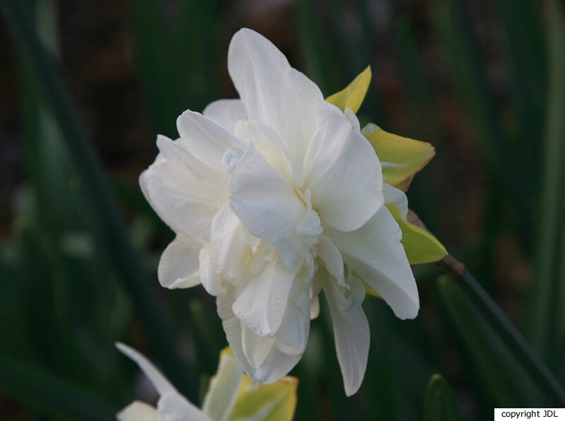 Narcissus 'Obdam'