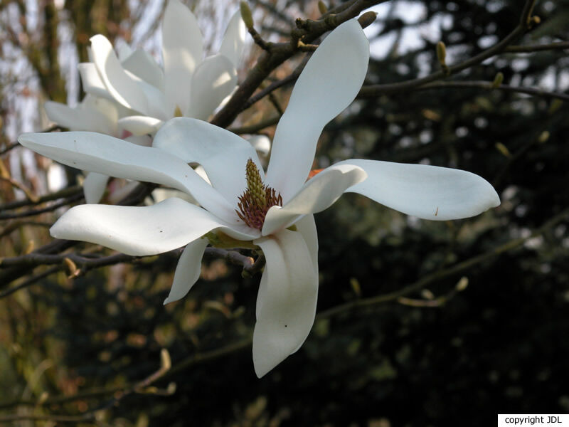 Magnolia aff. zenii W.C.Cheng