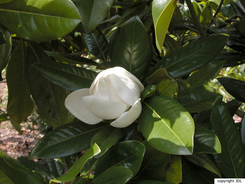 Magnolia 'Maryland' (M.grandiflora × M.virginiana)