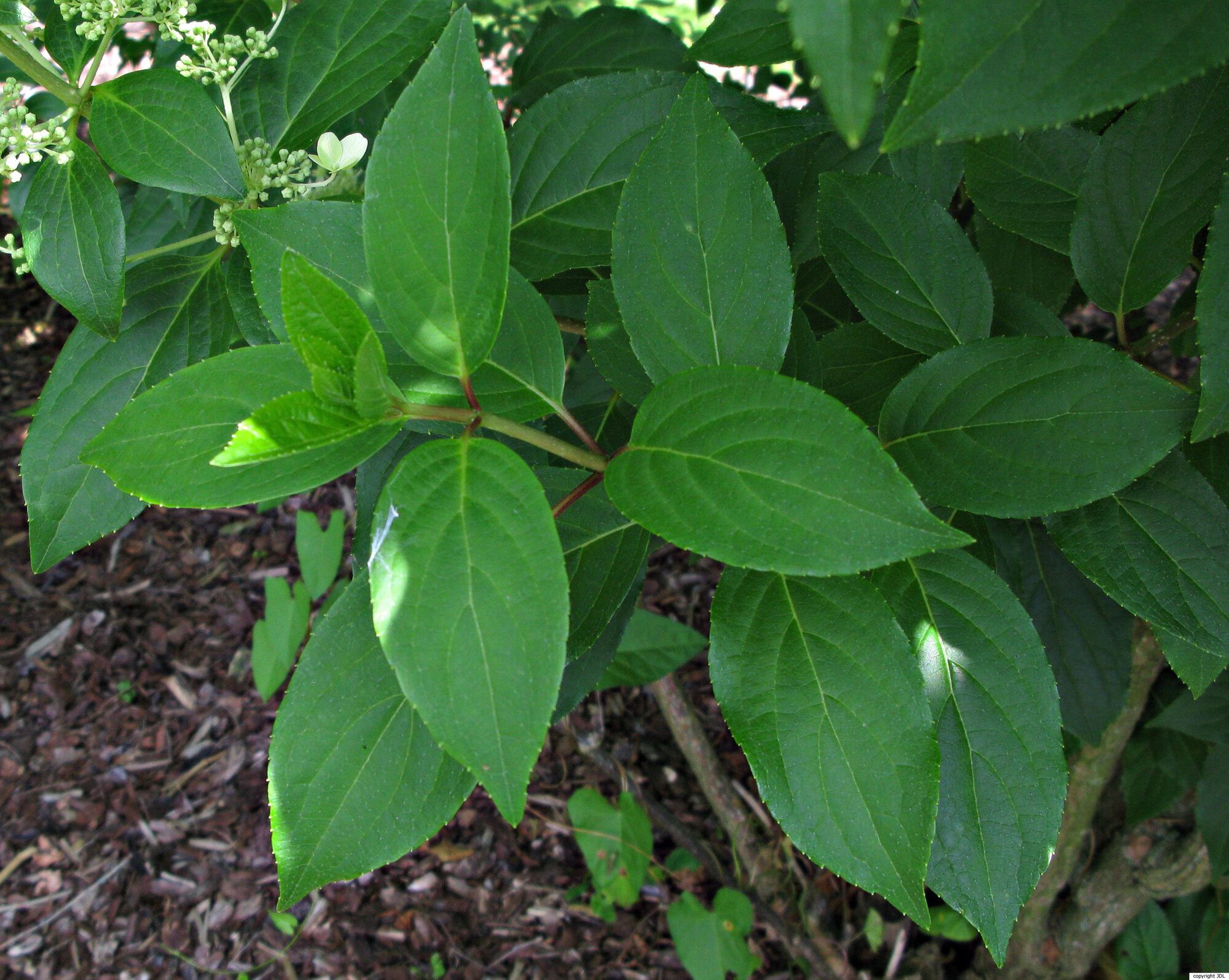 Hydrangea paniculata Siebold