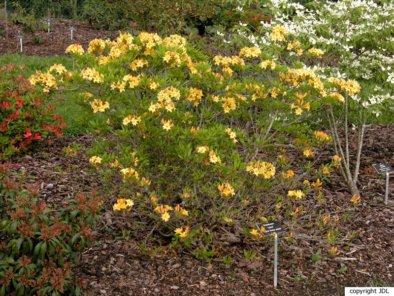 Rhododendron 'Leibuir' (Harde Gentse)