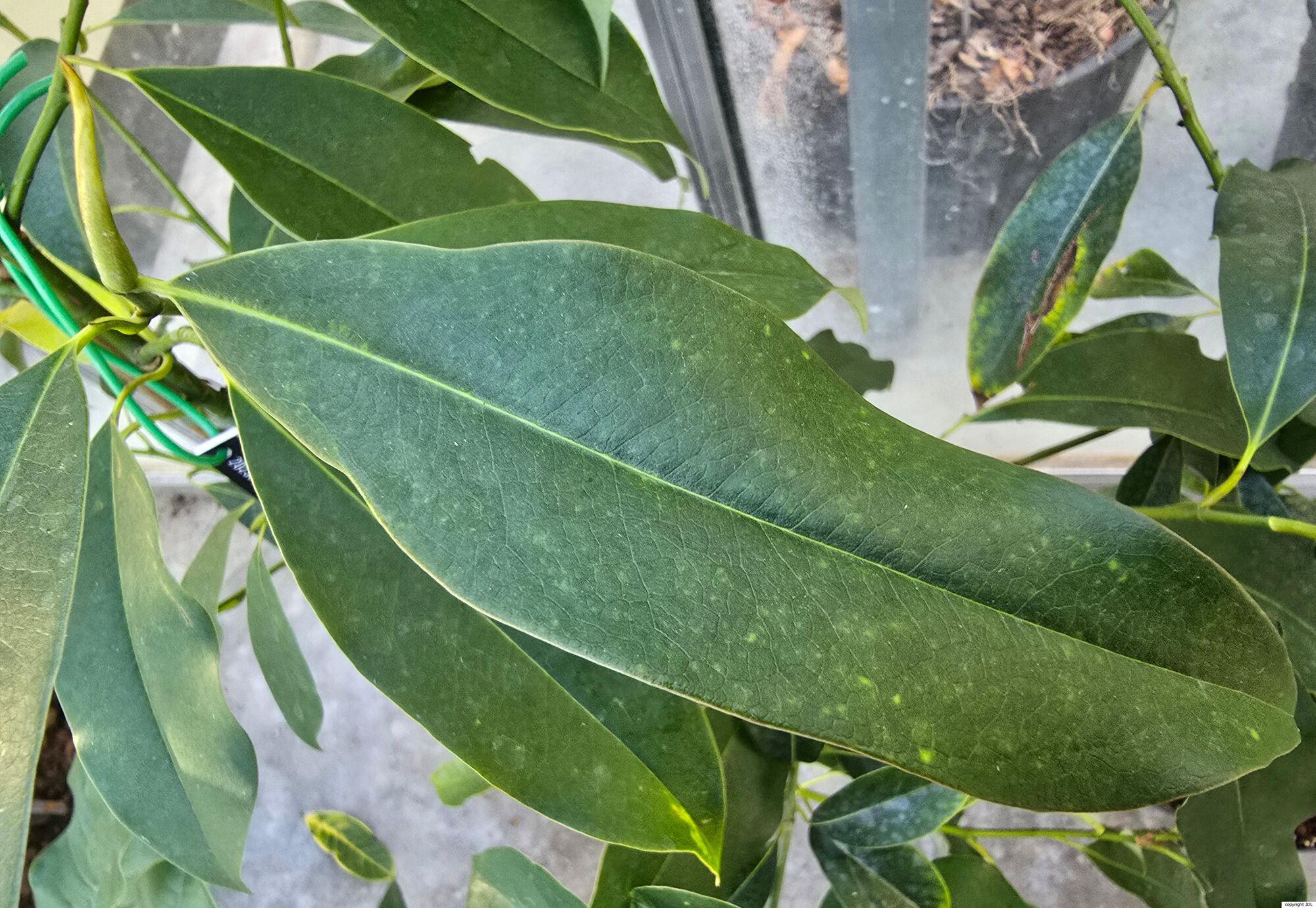 Magnolia caveana (Hook.f. & Thomson) D.C.S.Raju & M.P.Nayar