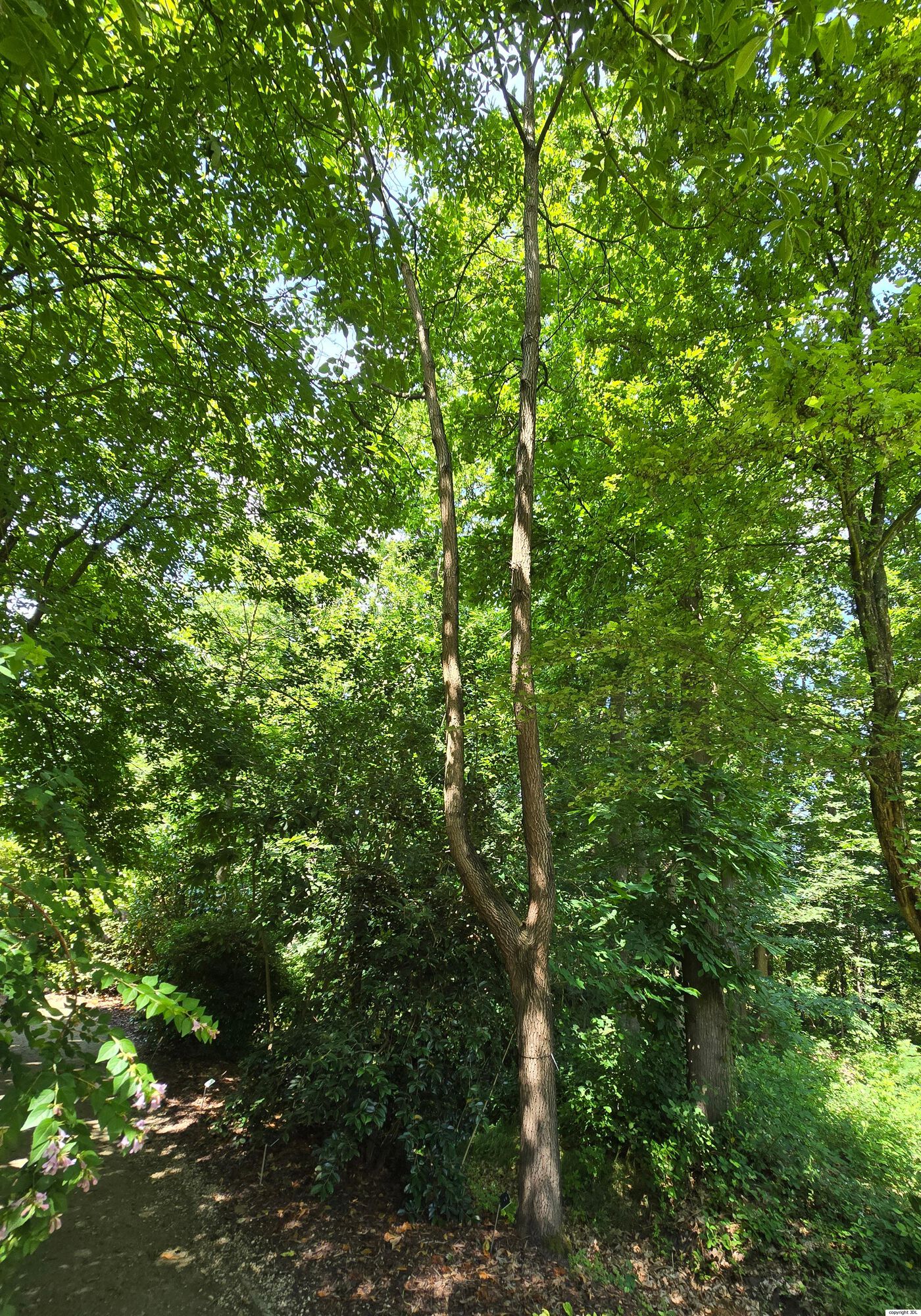 Sassafras tzumu (Hemsl.) Hemsl.